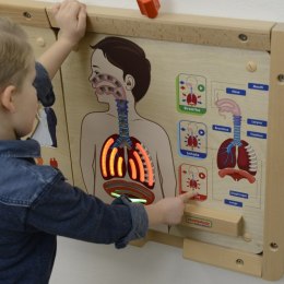 Masterkidz MASTERKIDZ Tablica Edukacyjna Układ Oddechowy Montessori