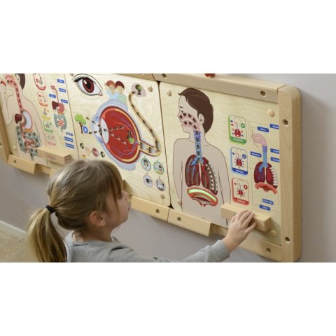 Masterkidz MASTERKIDZ Tablica Edukacyjna Układ Oddechowy Montessori Masterkidz MASTERKIDZ Tablica Edukacyjna Układ Oddechowy Montessori
