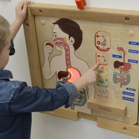 Masterkidz MASTERKIDZ Tablica Edukacyjna Układ Trawienny Montessori