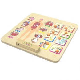 Masterkidz MASTERKIDZ Tablica Edukacyjna Układ Ciała Ludzkiego Montessori
