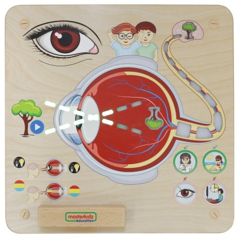 Masterkidz MASTERKIDZ Tablica Edukacyjna Zmysł Wzroku Montessori Masterkidz MASTERKIDZ Tablica Edukacyjna Zmysł Wzroku Montessori