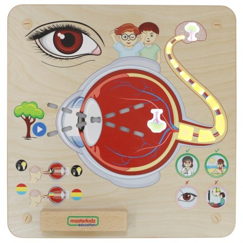 Masterkidz MASTERKIDZ Tablica Edukacyjna Zmysł Wzroku Montessori Masterkidz MASTERKIDZ Tablica Edukacyjna Zmysł Wzroku Montessori
